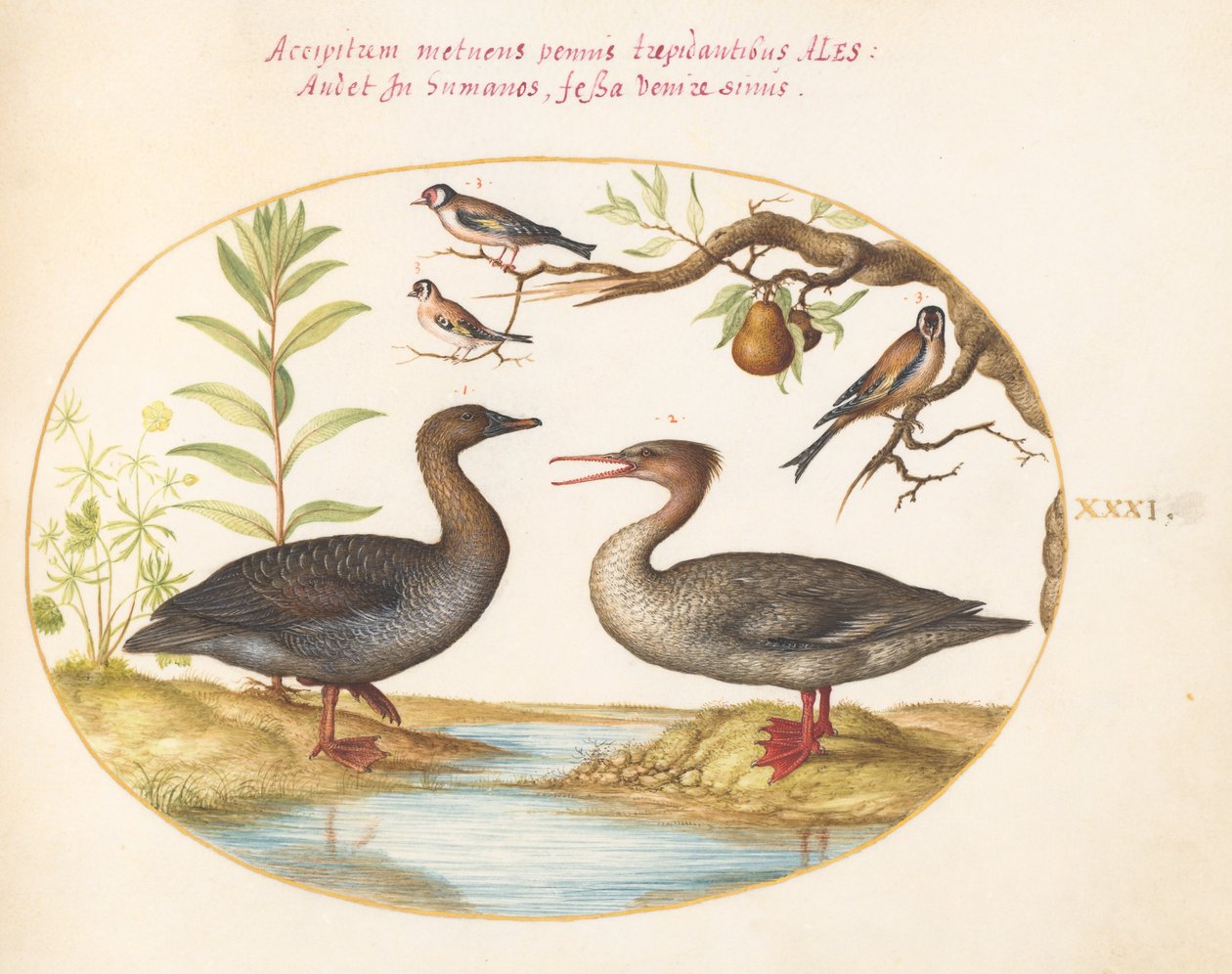 Talíř 31: Kachna, Merganser a Three Goldfinches od Joris Hoefnagel