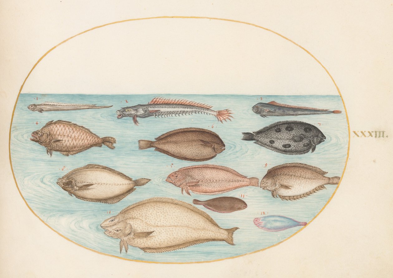 Talíř 33: Jazyk obecný a ostatní platýs s bandfish(?) od Joris Hoefnagel