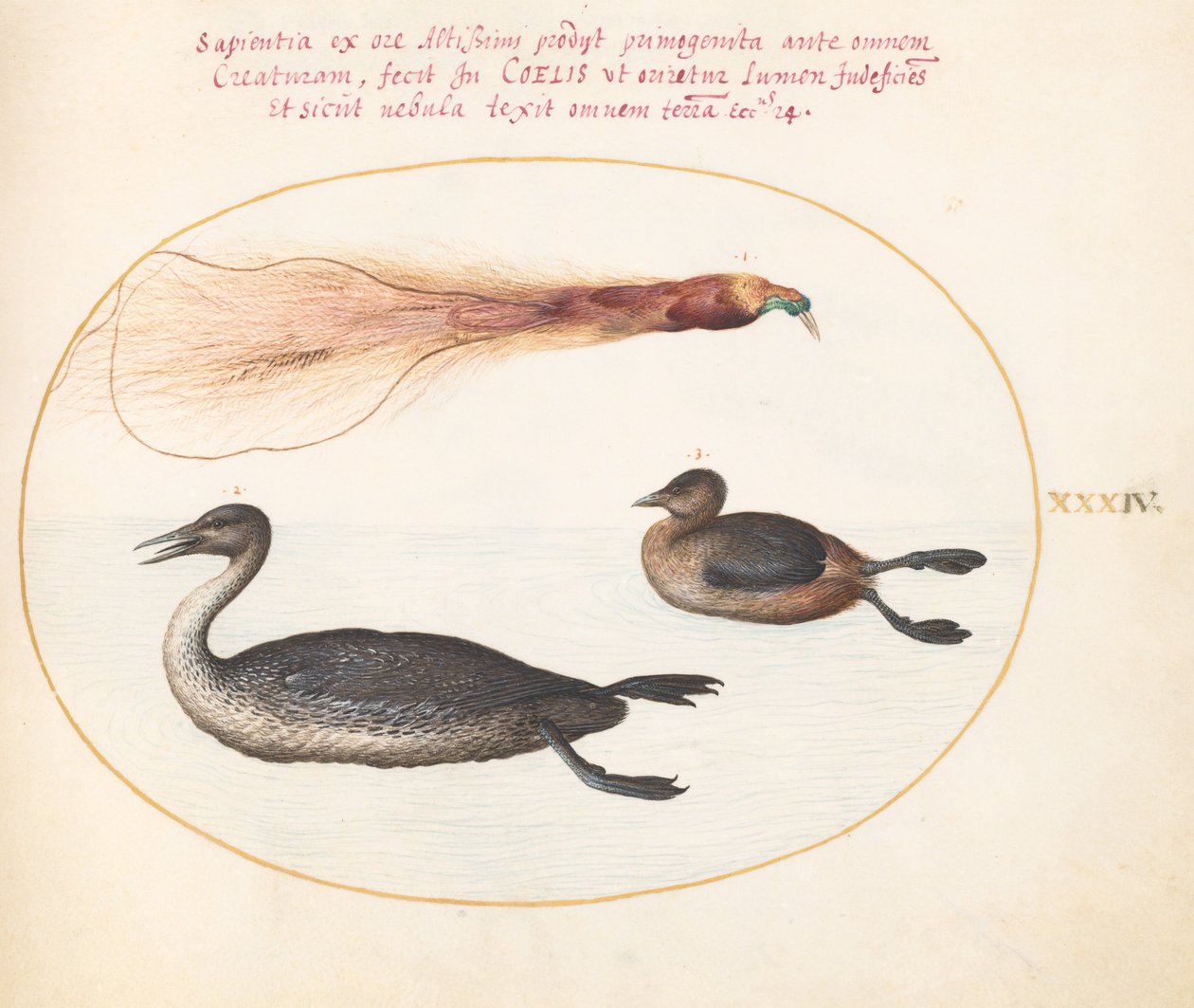 Deska 34: Bird of Paradise s Merganserem(?) a Potápkou(?) od Joris Hoefnagel