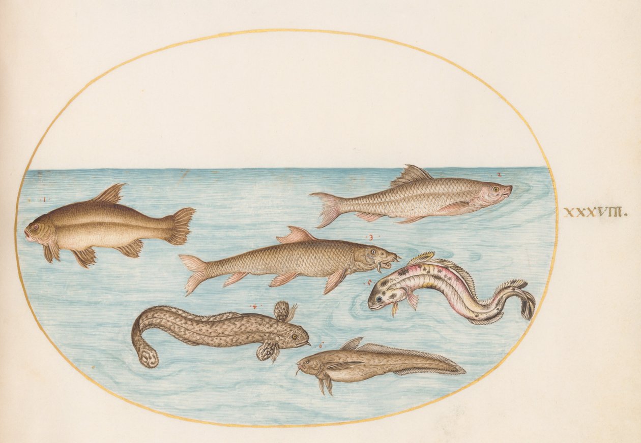 Talíř 38: Burbot, Rockling a další ryby od Joris Hoefnagel