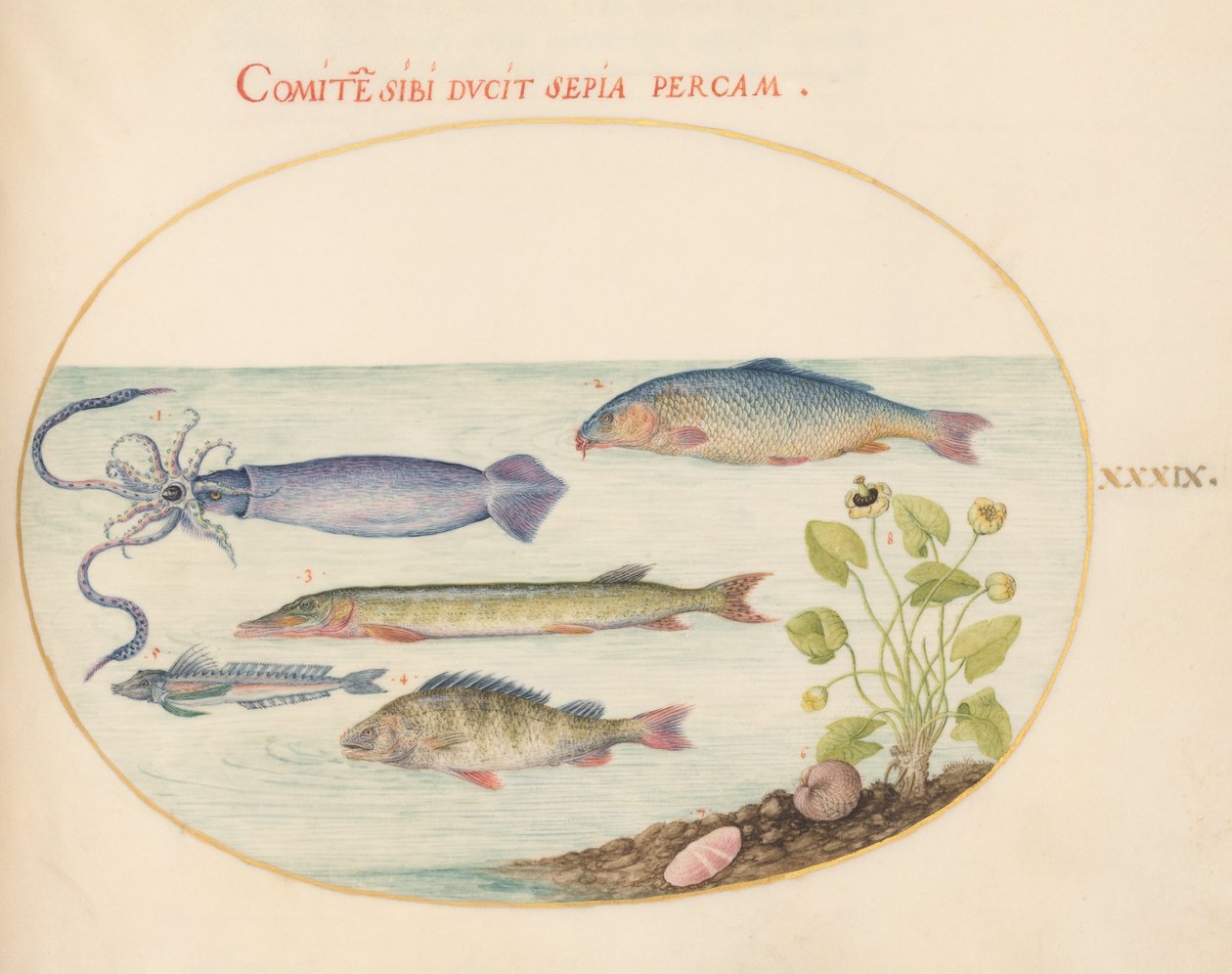 Talíř 39: Chobotnice, Gurnard, Pike a další ryby od Joris Hoefnagel