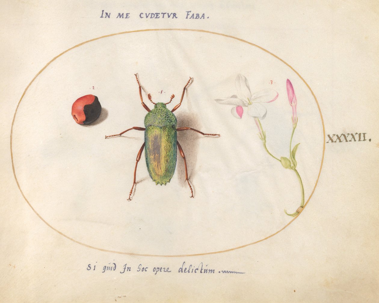 Talíř 42: Jewel Beetle s rostlinou žlučí (?) a květinou od Joris Hoefnagel