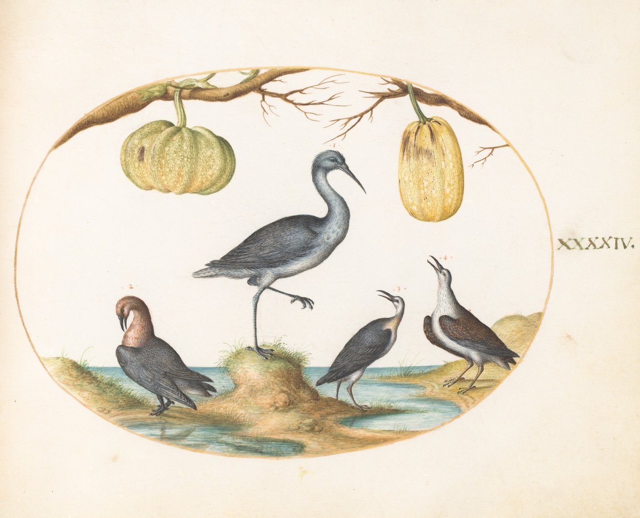 Talíř 44: Godwit(?) a Sandpipers with Two Tykve od Joris Hoefnagel