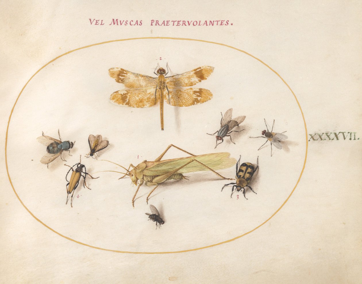Talíř 47: Vážka, kobylka, mouchy domácí, mrchožrout, tesařík květinový a další hmyz od Joris Hoefnagel