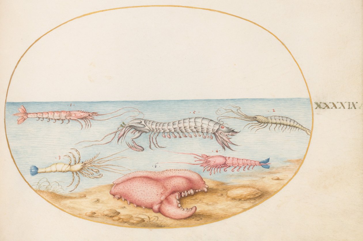 Tabulka 49: strašek a klepeto evropského raka říčního od Joris Hoefnagel