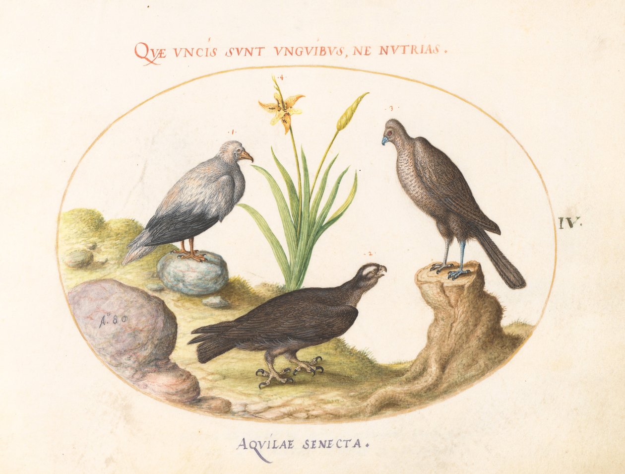 Talíř 4: Egyptský sup, jestřáb severní (?) a „Aquila Heteropode“ (Orel krátkoprstý?) od Joris Hoefnagel