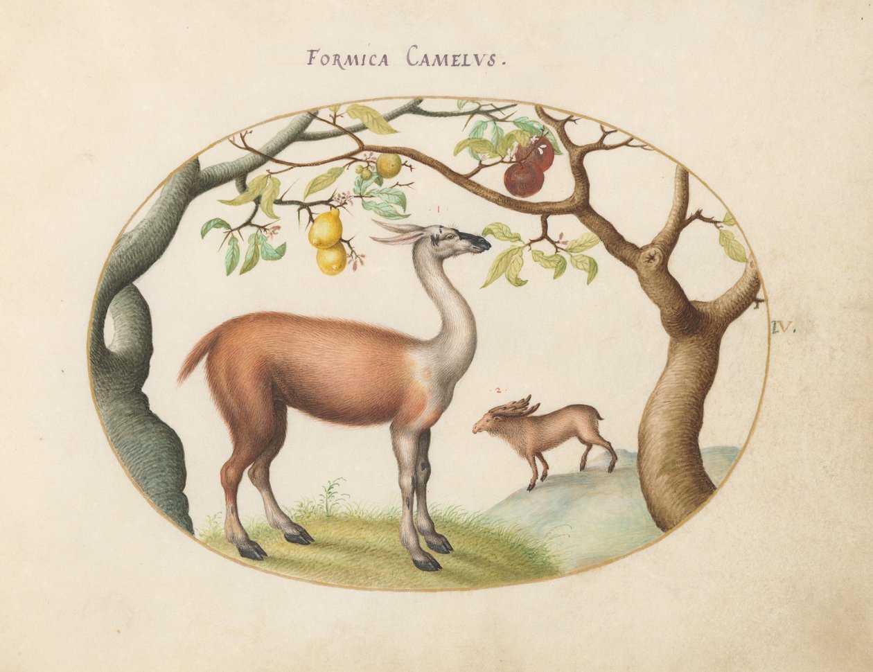 Talíř 4: Lama a Moose od Joris Hoefnagel