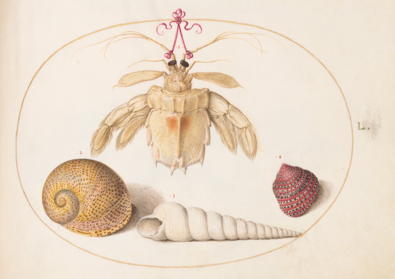 Talíř 50: Mrtvý poustevnický(?) krab s ulitami věžového šneka od Joris Hoefnagel