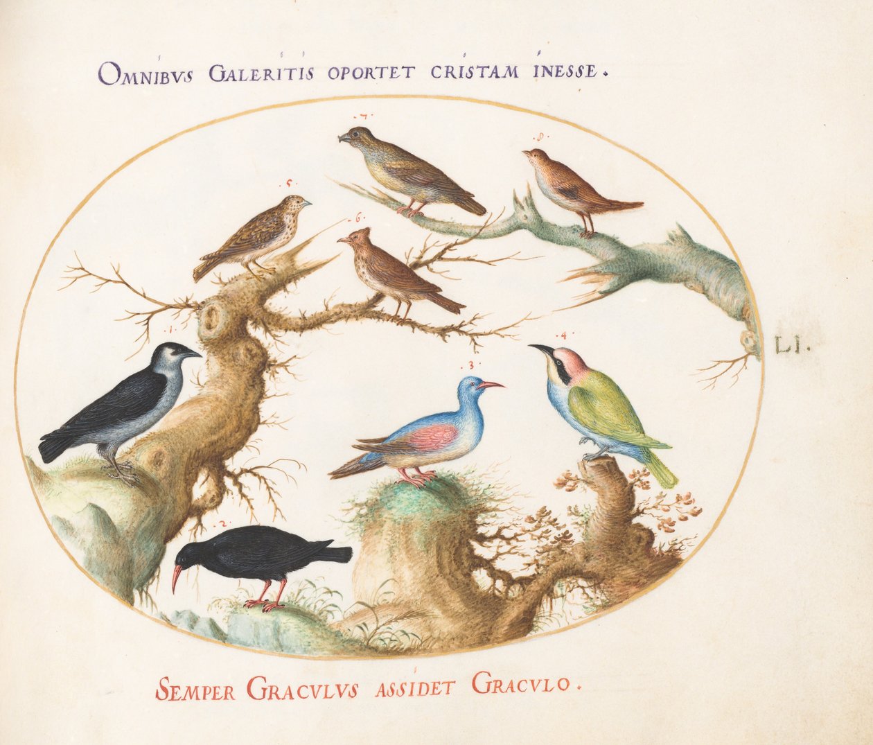Talíř 51: Zobák, chough, včelojed a ostatní ptáci od Joris Hoefnagel