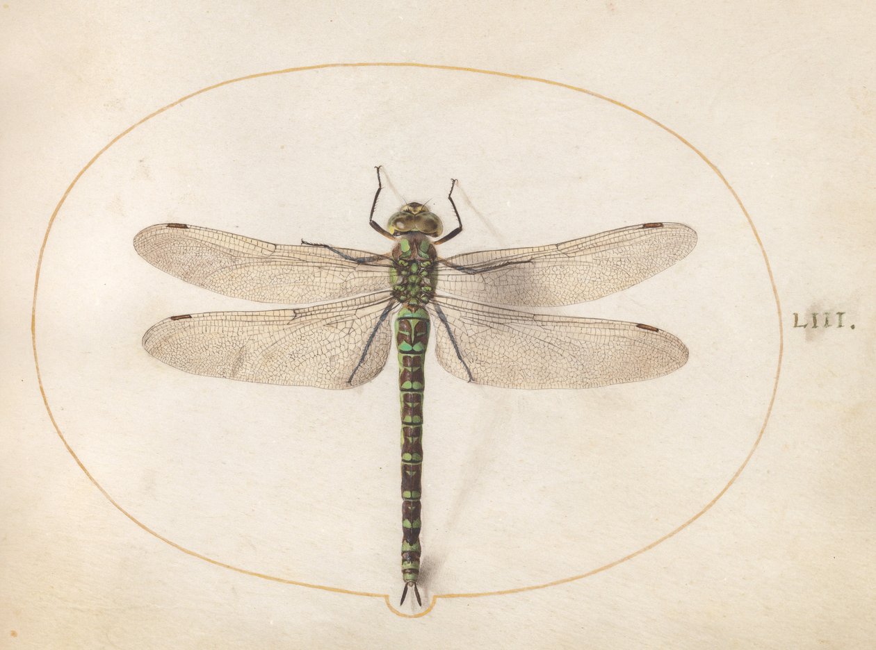 Talíř 53: Southern Hawker Dragonfly od Joris Hoefnagel