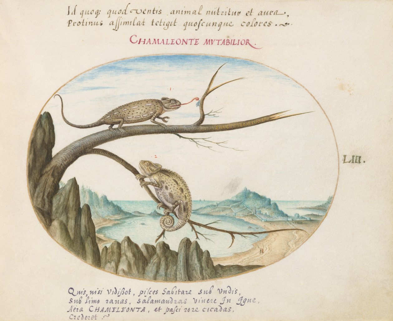 Plate 53: Two Chameleons above San Sebastián, Spain   1219584   cs       czech Successfully Translated  Original: The storehouse at Skoug Translat: The storehouse at Skoug 1400474 cs czech Successfully Translated Original: AS10 Vol.52 ff.6 4972 Cat.201 i-i od Joris Hoefnagel