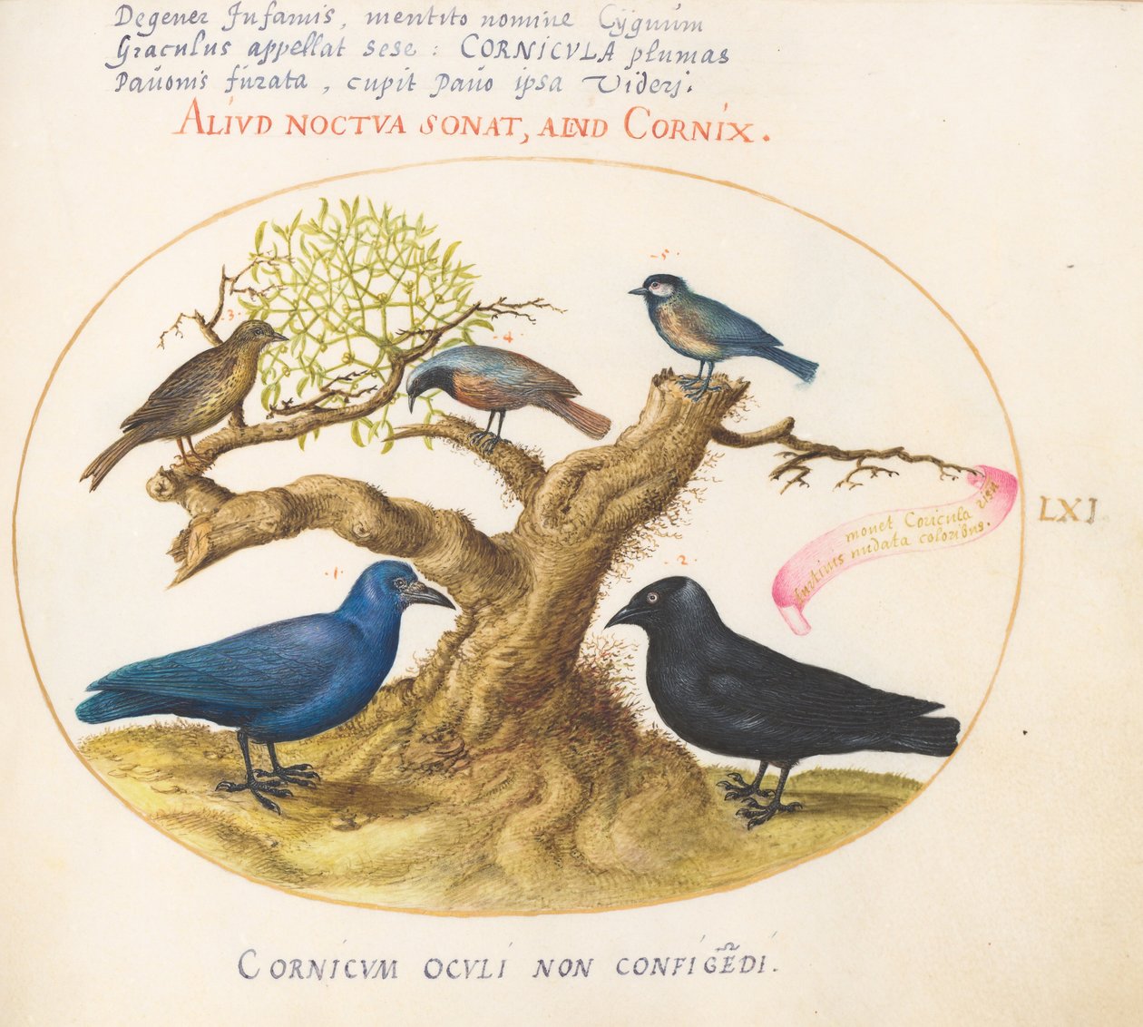 Tafel 61: Blaue Krähe (?), Dohle, Meise und andere Vögel od Joris Hoefnagel