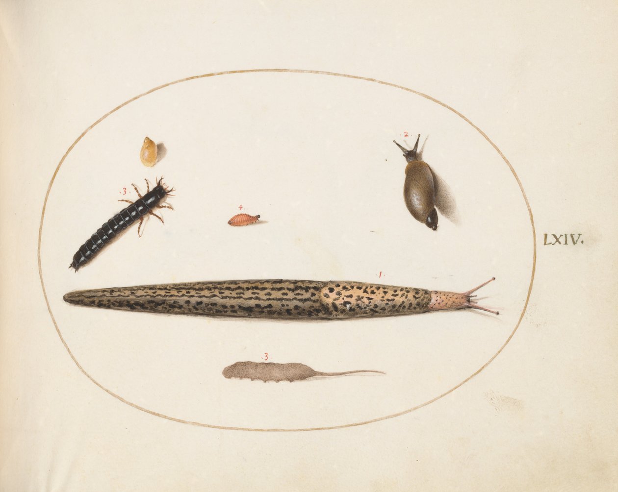 Talíř 64: Slimák leopardí, Larva střevlíka, červ krysí a další tvorové od Joris Hoefnagel