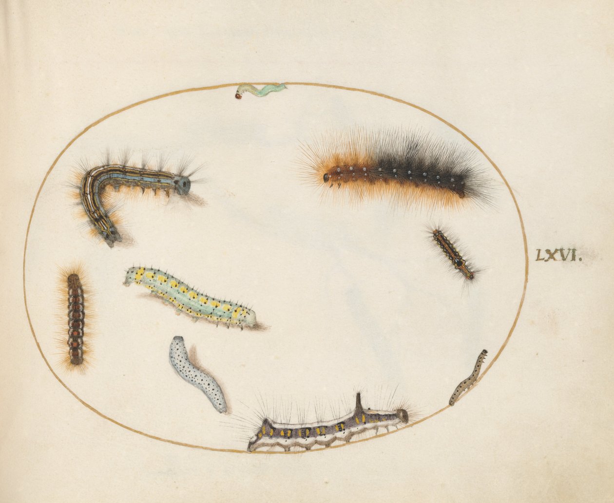 Talíř 66: Caterpillar Lackey Moth, Postava osmi housenek, Housenka šedé dýky a další housenky od Joris Hoefnagel