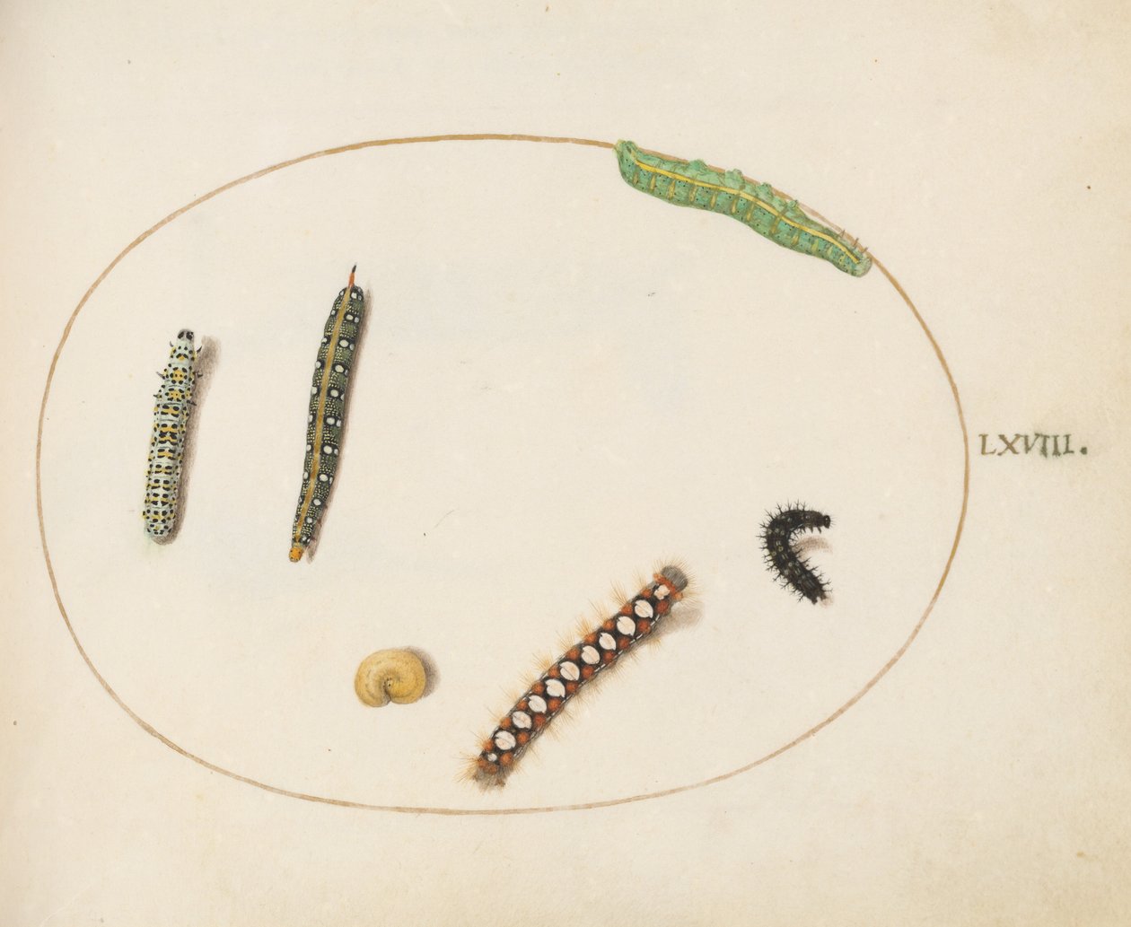 Plate 68: Leafy Spurge Hawkmoth House, Mullein Moth Caterpillar a další housenky od Joris Hoefnagel