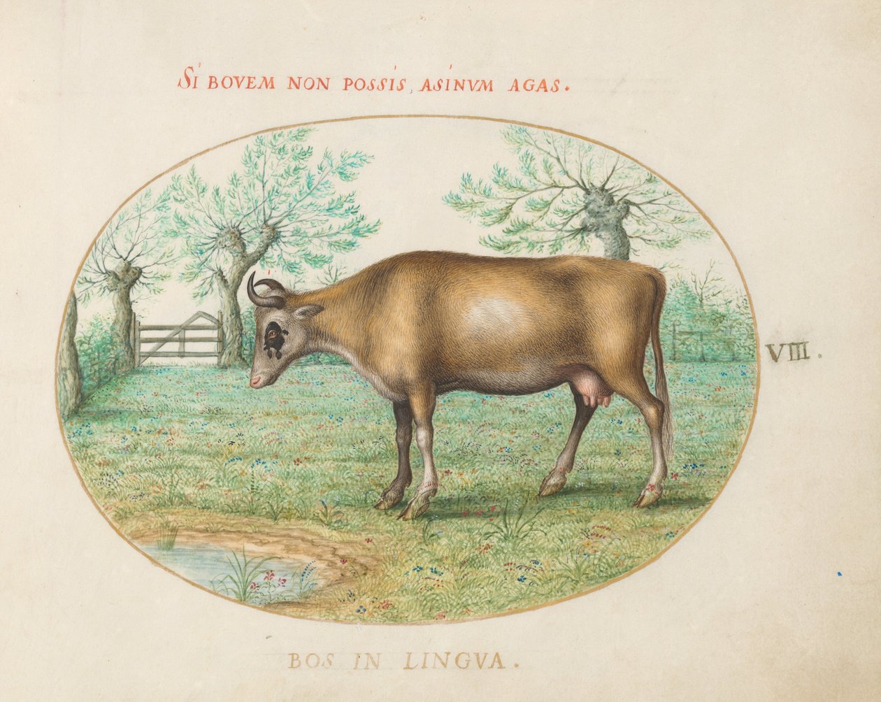 Talíř 8: Kráva od Joris Hoefnagel
