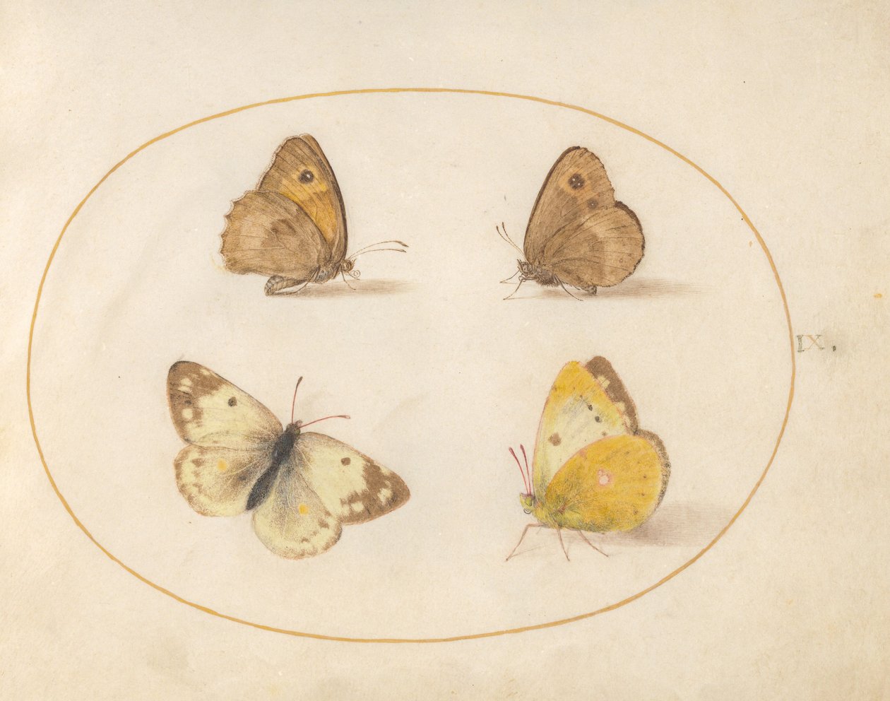 Talíř 9: Meadow Brown, Gatekeeper, Clouded Yellow a Bath White Butterflies od Joris Hoefnagel