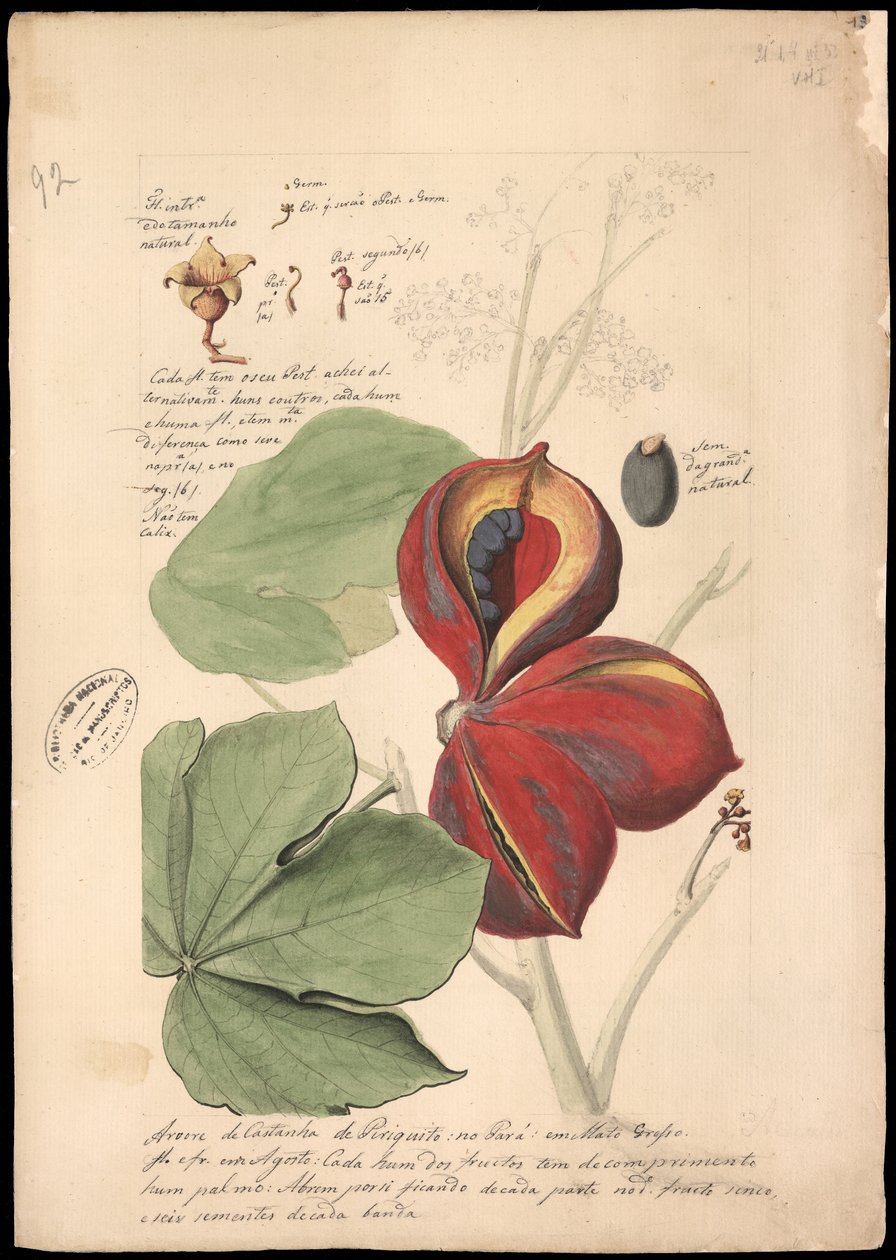 Theobroma bicolor, 1785. od José Joaquim Freire