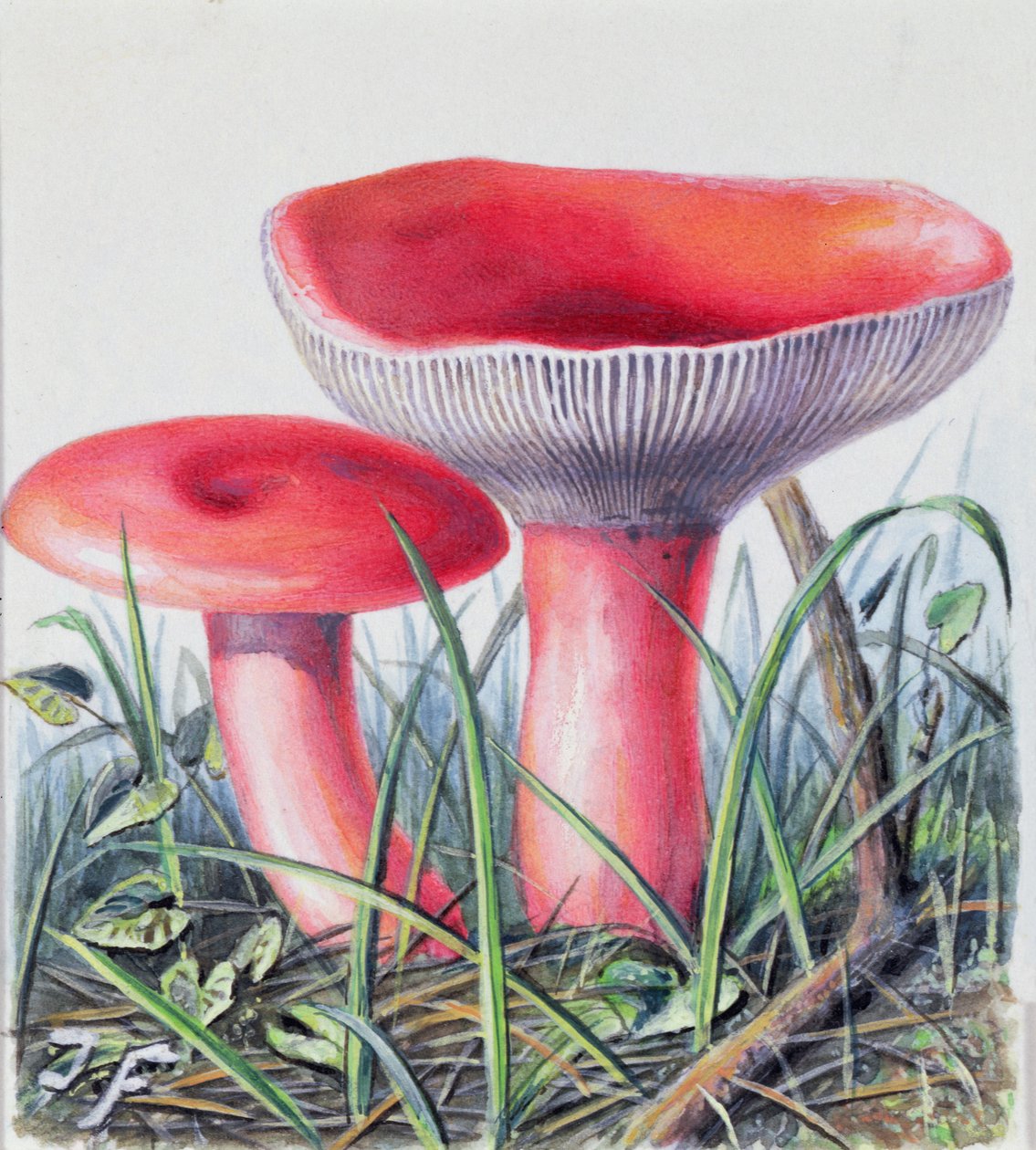 Studium houby od Josef Fleischmann