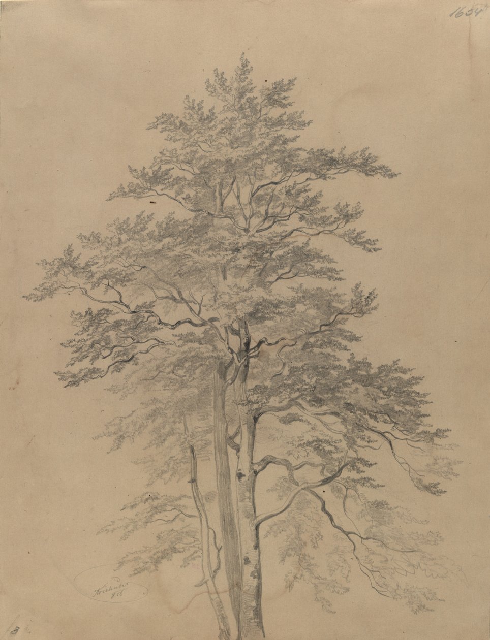 Studie stromu od Josef Kriehuber