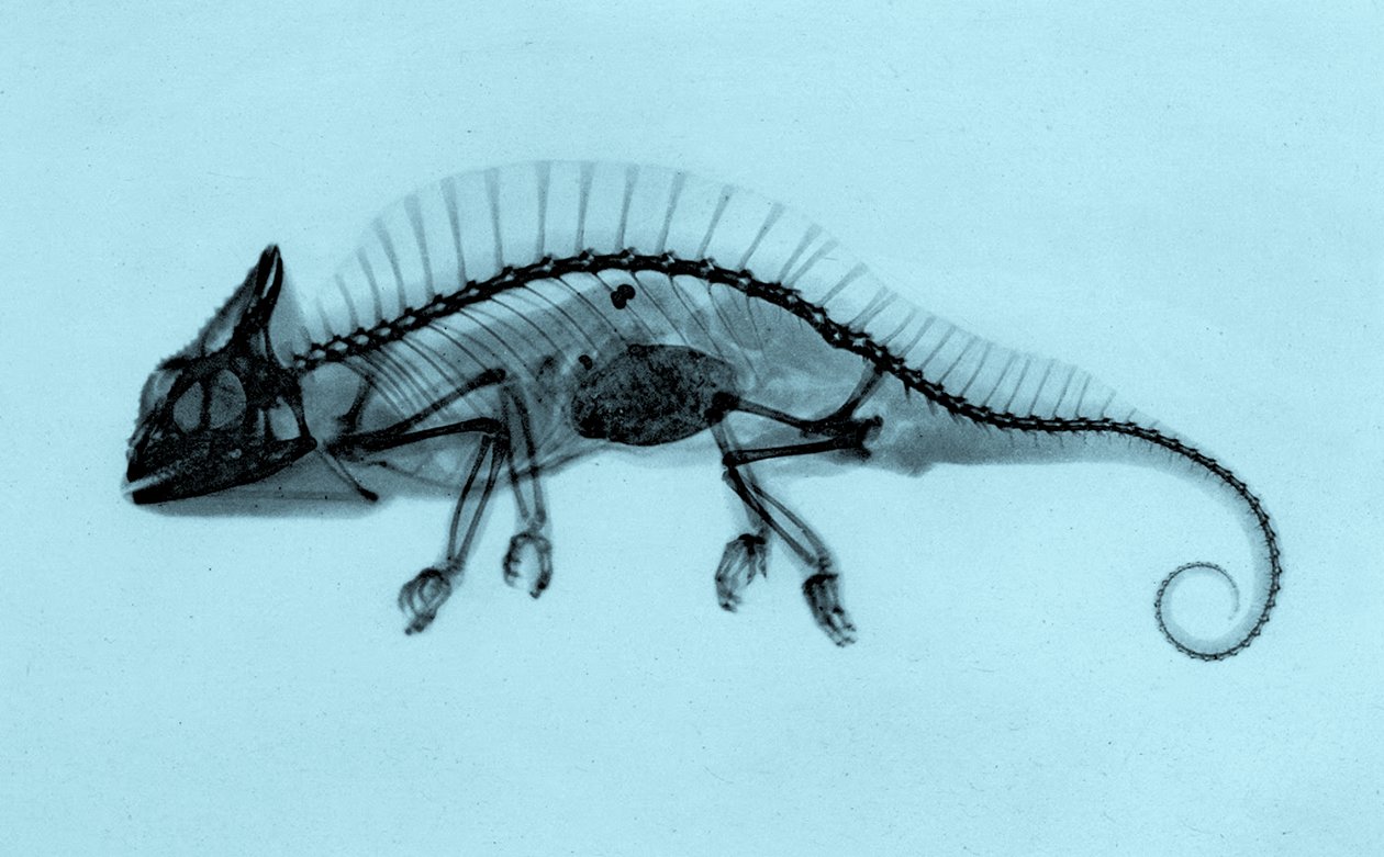 Historický rentgenový snímek chameleona chocholatého (Trioceros cristatus) 1896 (foto) od Josef Maria Eder