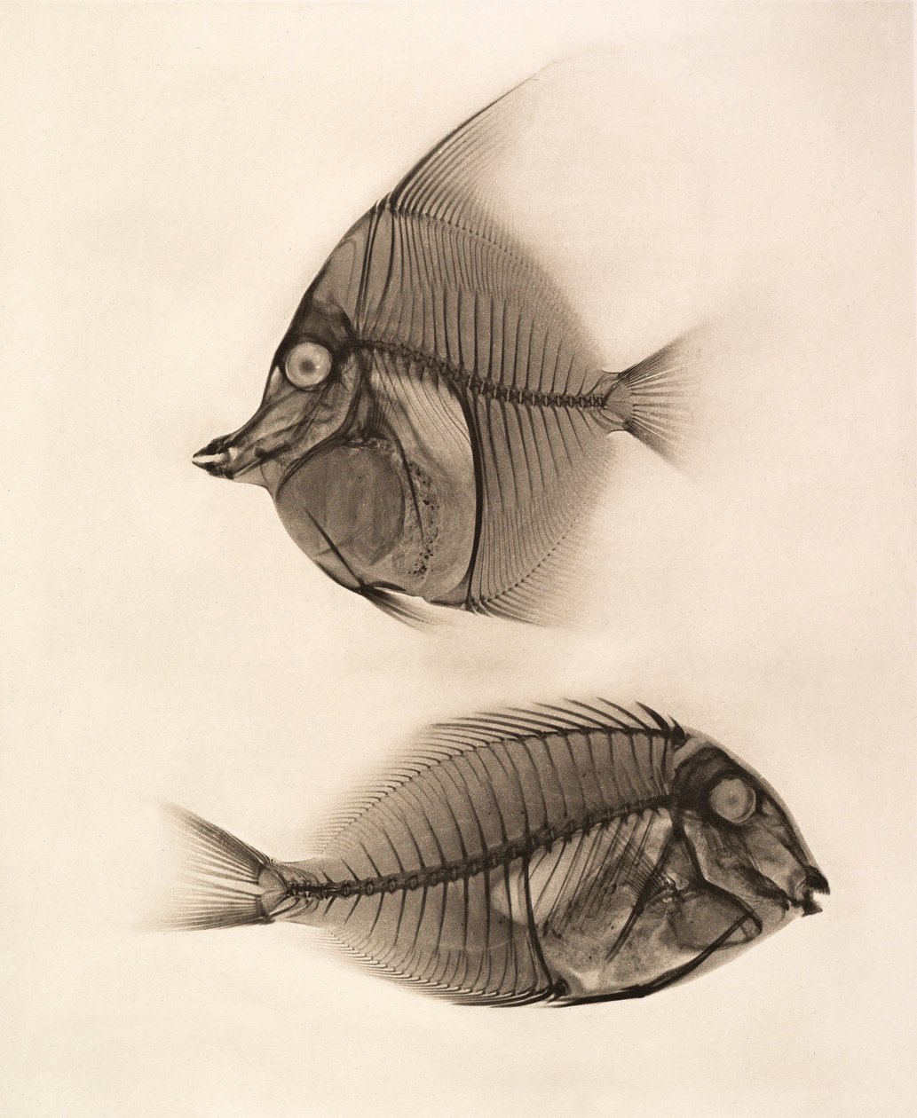Historický rentgenový snímek maurské modly (Zanclus Cornutus) a modrohlavce (Acanthurus Nigros) 1896 (foto) od Josef Maria Eder