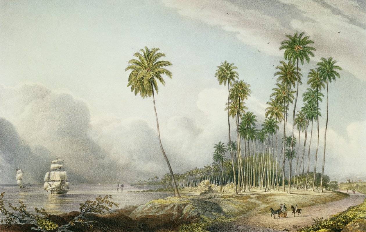 Procházka s kakaovým ořechem na pobřeží, poblíž Runaway Bay, deska 15 z „West Indian Scenery: Illustrations of Jamaica“, vyryto umělcem, hospoda. 1838-40 od Joseph Bartholomew Kidd
