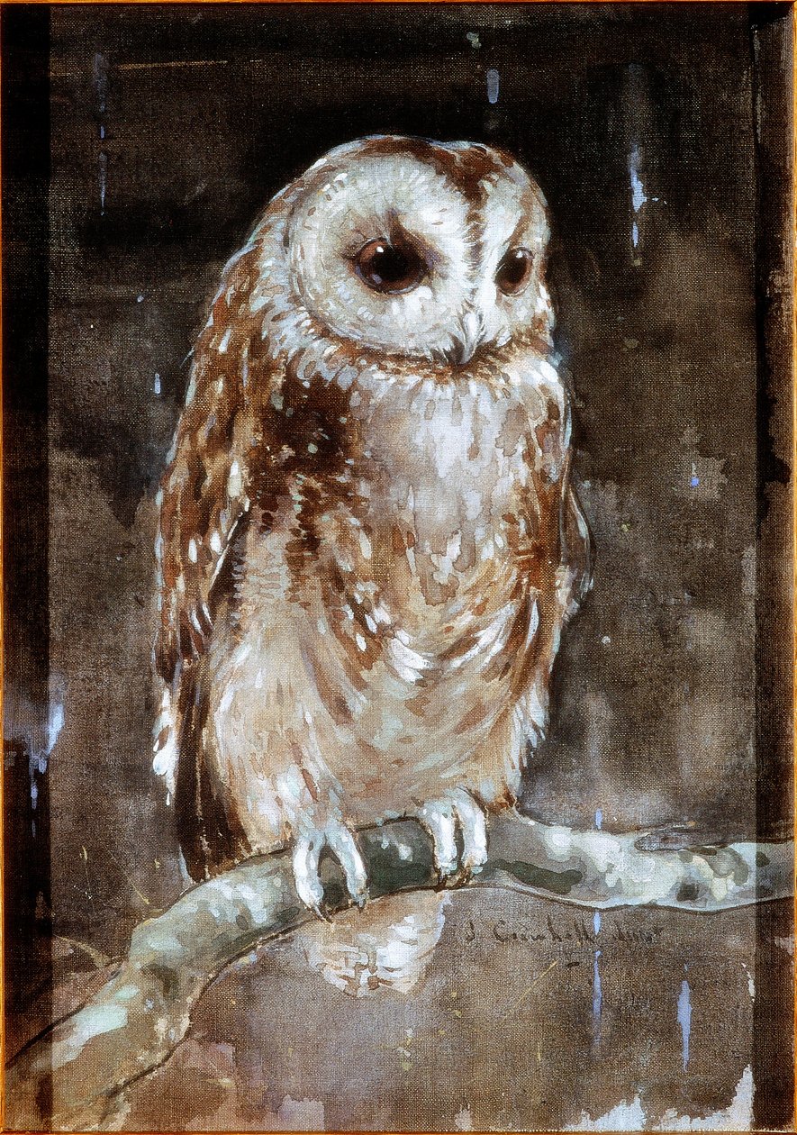 Tawny Owl (tělové barvy a akvarel na textilu (hnědé Holandsko) od Joseph Crawhall