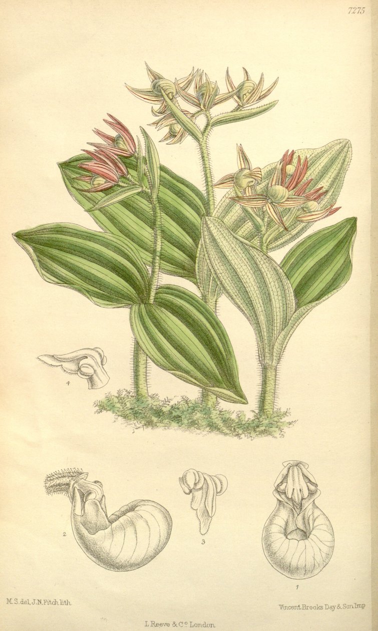 Cypripedium fasciculatum od Joseph Dalton Hooker