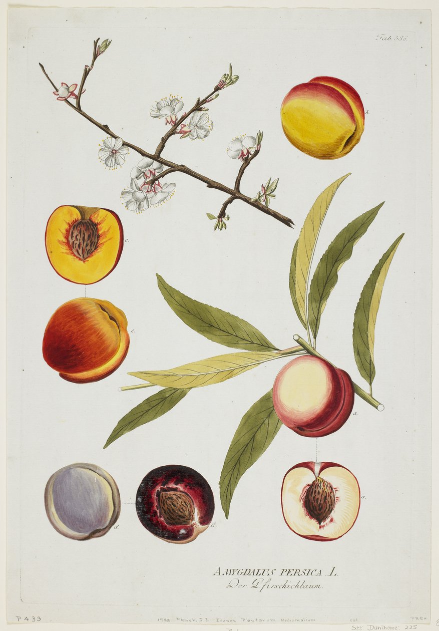 Amygdalus persica, z Icones Plantarum Medicinalium, 1788 (ručně kolorovaná rytina a kvaš) od Joseph Jacob Plenck