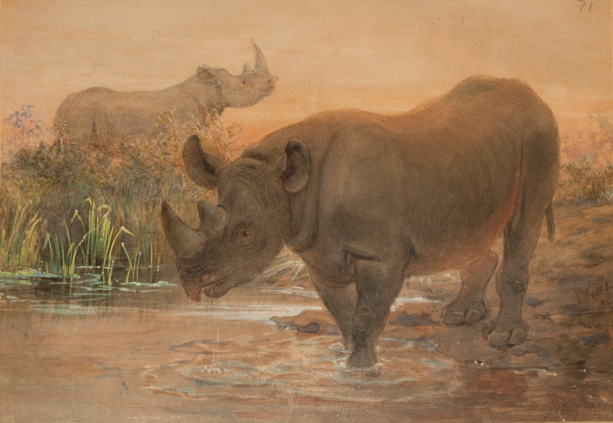 Nosorožec africký od Joseph Wolf