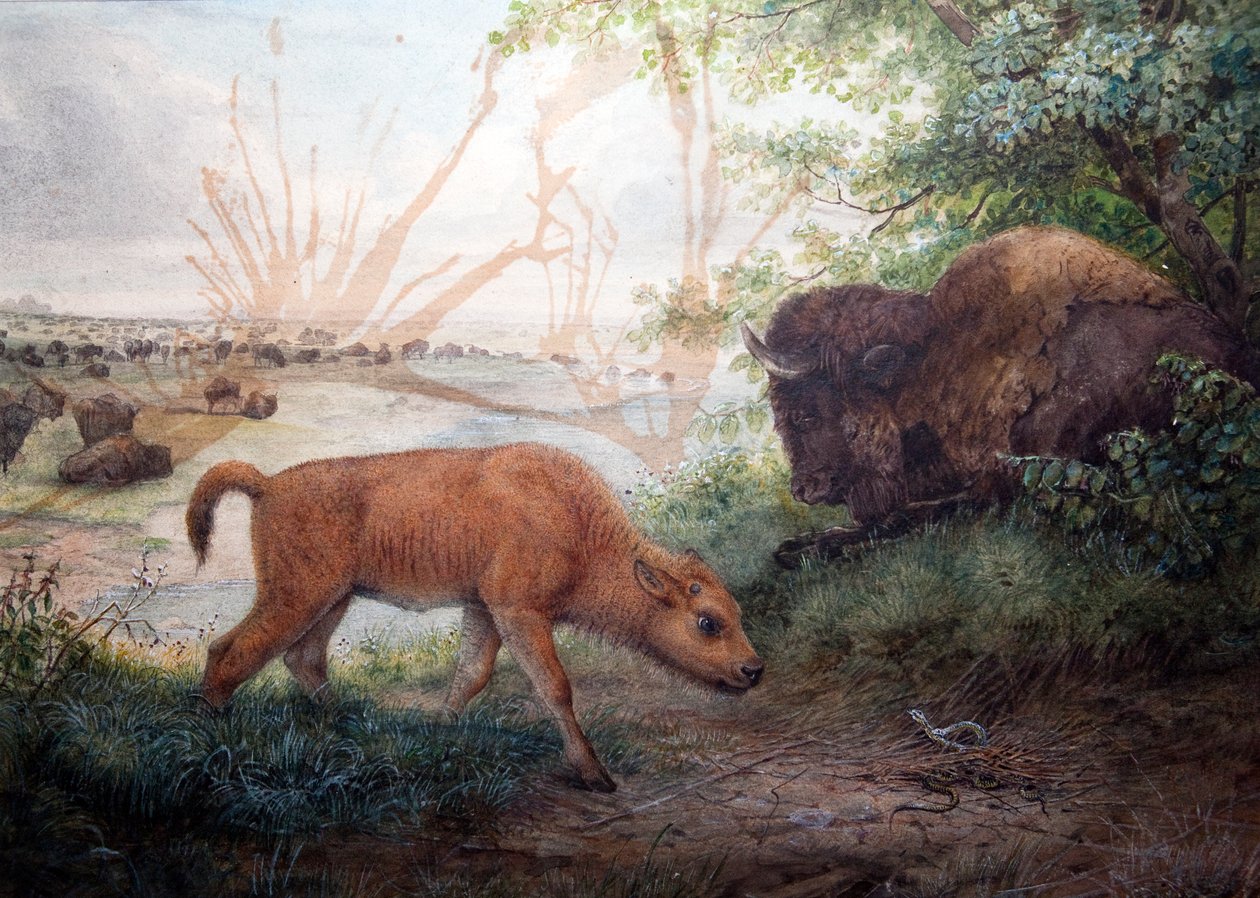 Americký bizon, 1850 od Joseph Wolf