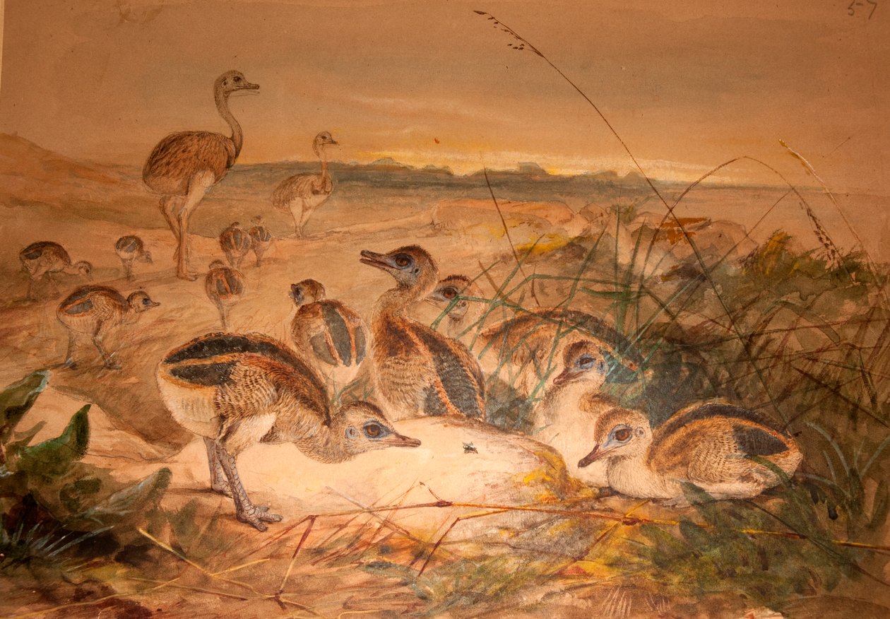 Rheas americký (Rhea americana), kolem 1851-76 od Joseph Wolf