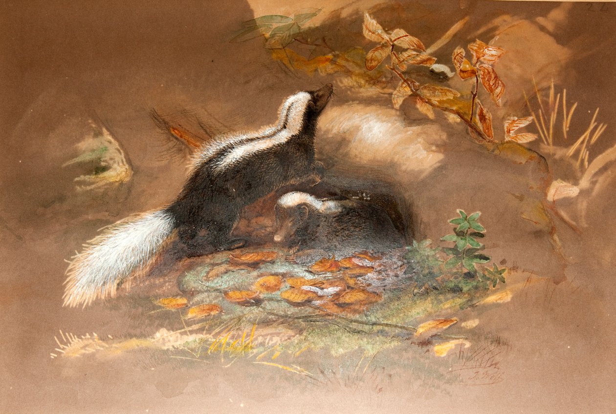 Americký Skunk od Joseph Wolf