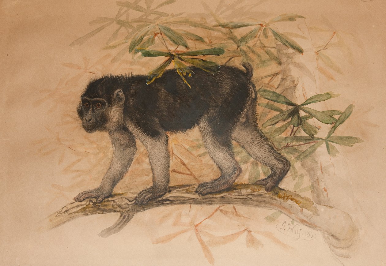 Makak popelavý černý (Macacus ocreatus), 1869 od Joseph Wolf