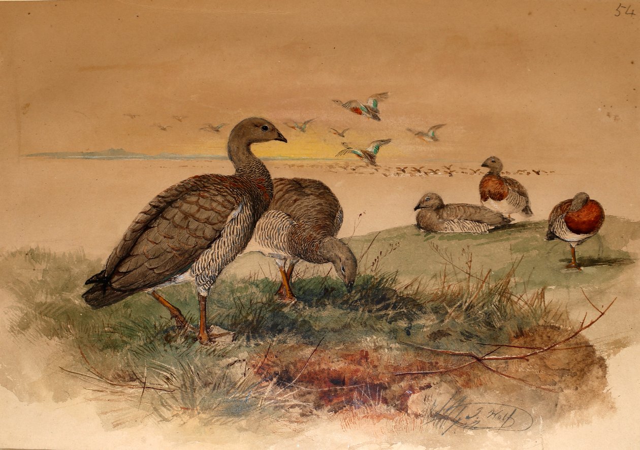 Husa popelavá (Chloephaga poliocephala), 1852-54 od Joseph Wolf
