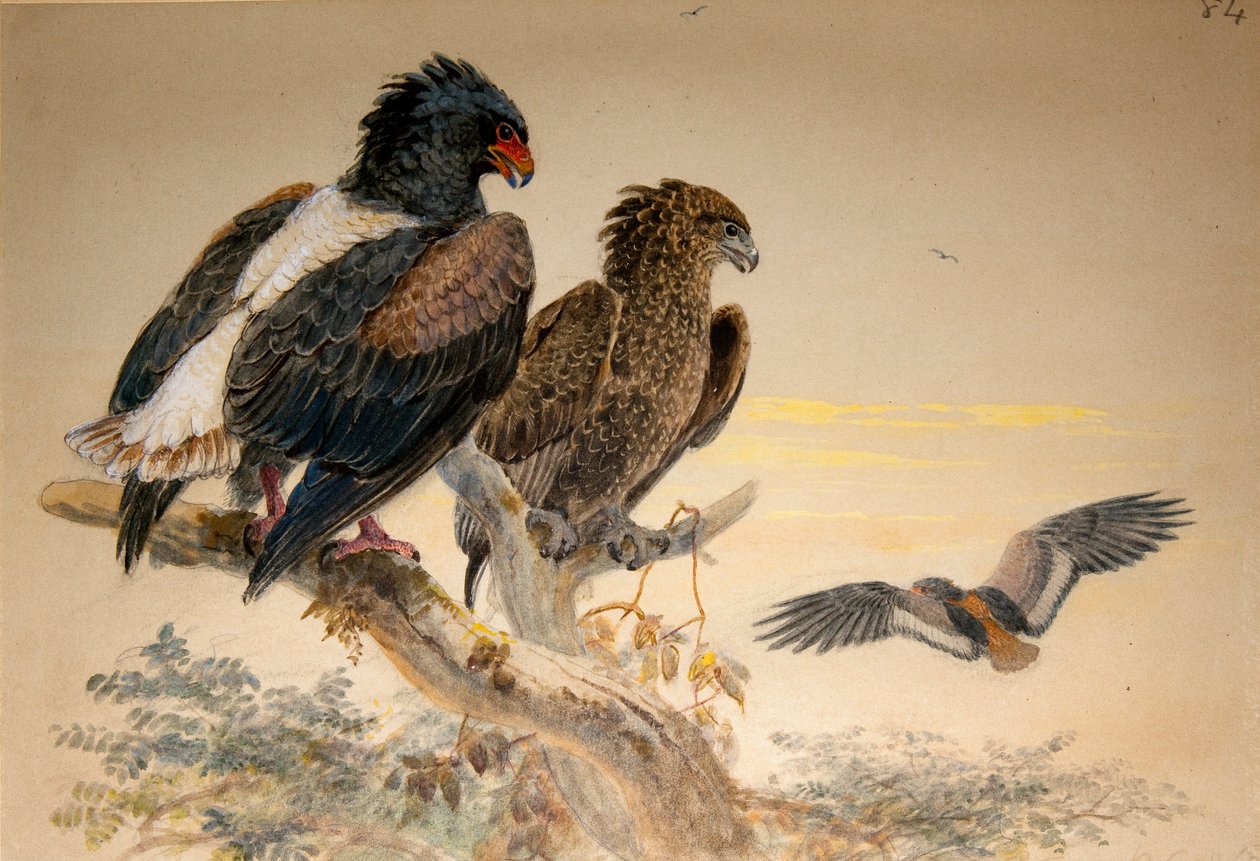 Bateleur Eagle (Helotarsus ecaudatus), 1856-67 (wc a tužka na papíře) od Joseph Wolf