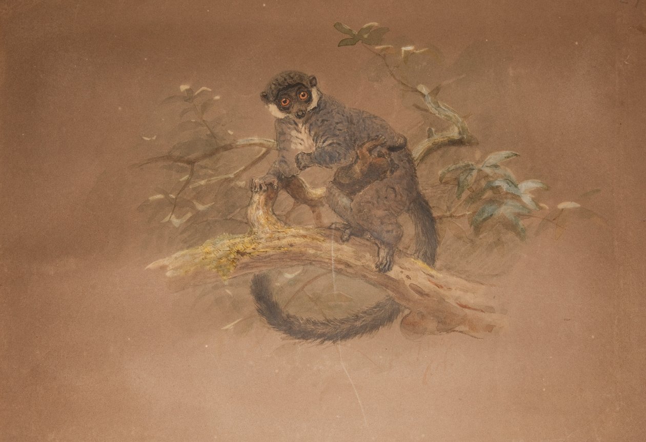Lemur černonohý (Lemur nigifrons) od Joseph Wolf
