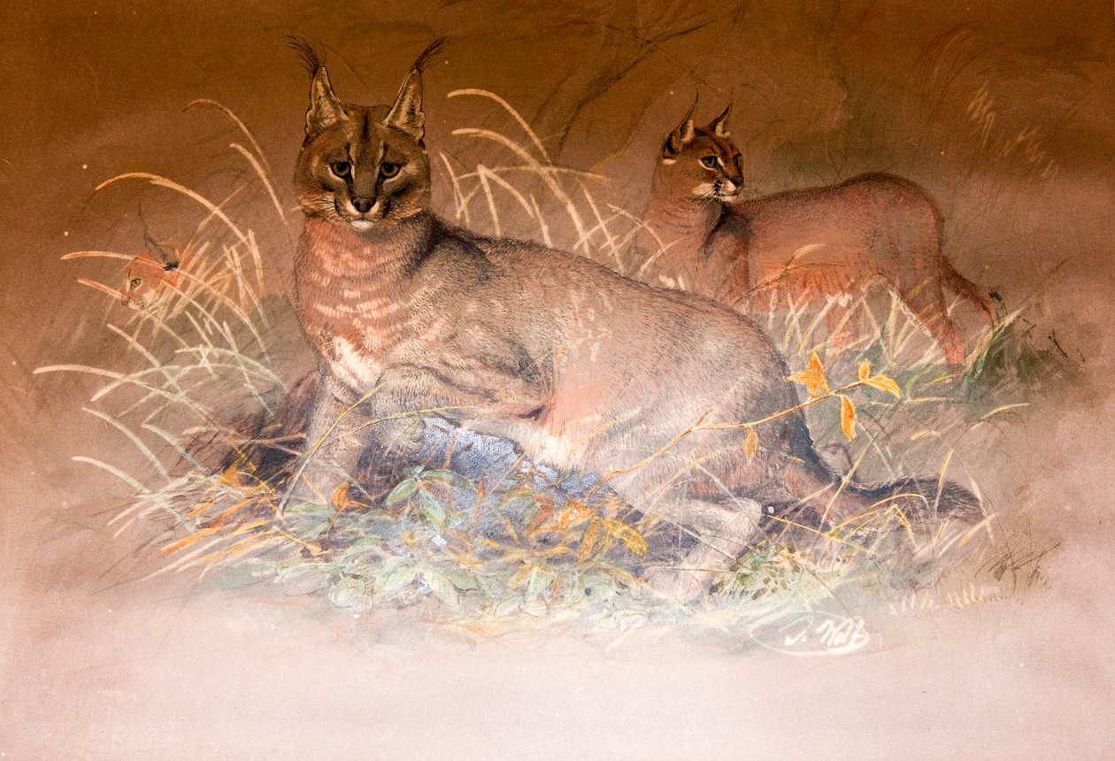 Caracal, 1851-69 od Joseph Wolf