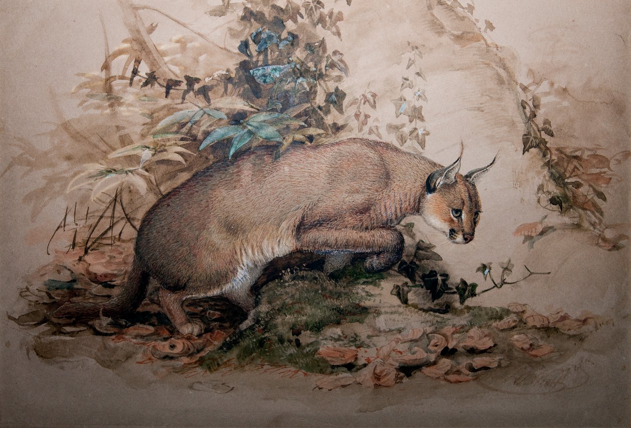 Caracal, 1851-69 od Joseph Wolf