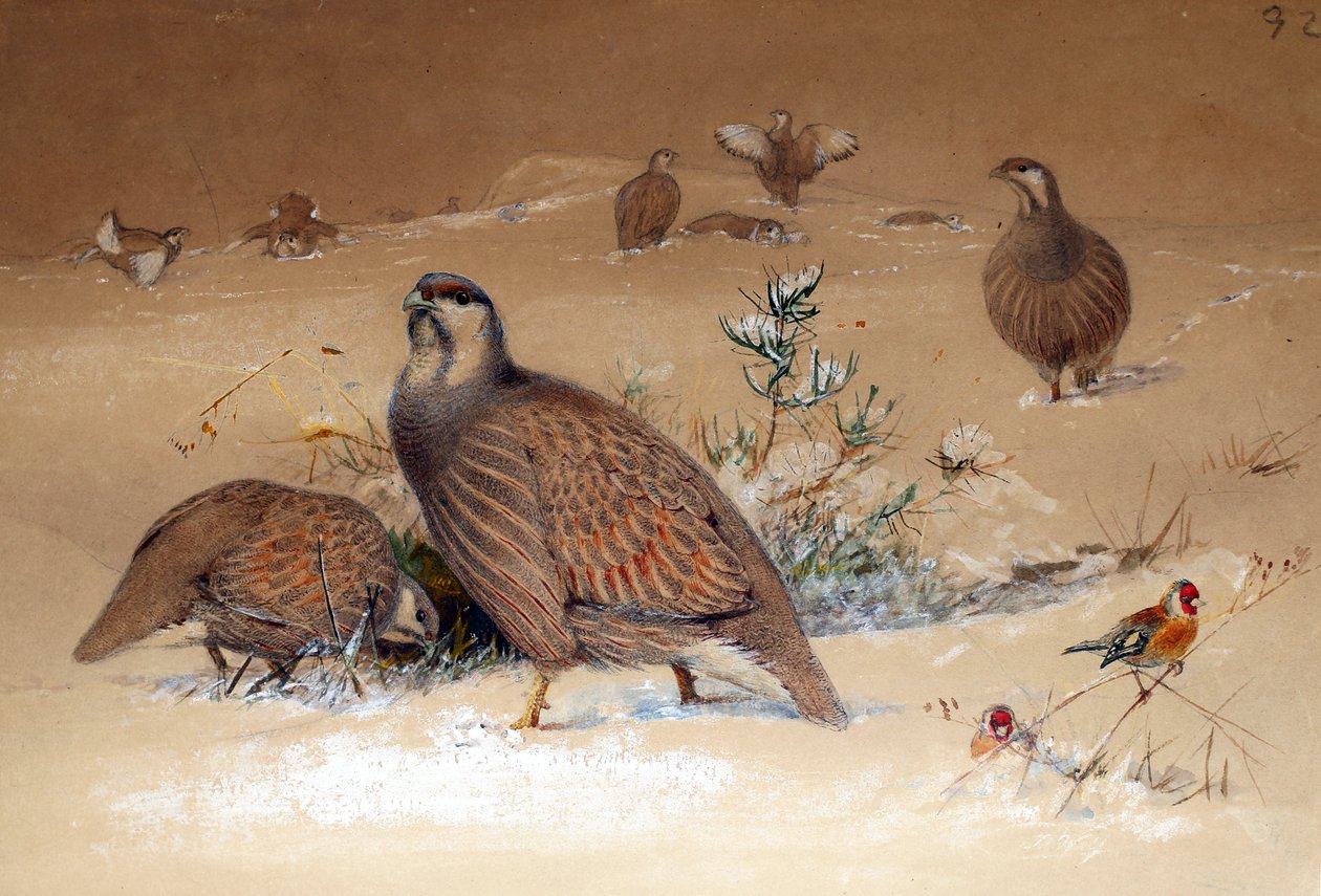 Koroptev sněžná kaspická (Tetraogallus caspius), 1852-54 od Joseph Wolf