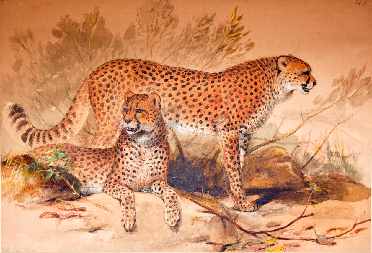 Gepard, 1851-52 od Joseph Wolf
