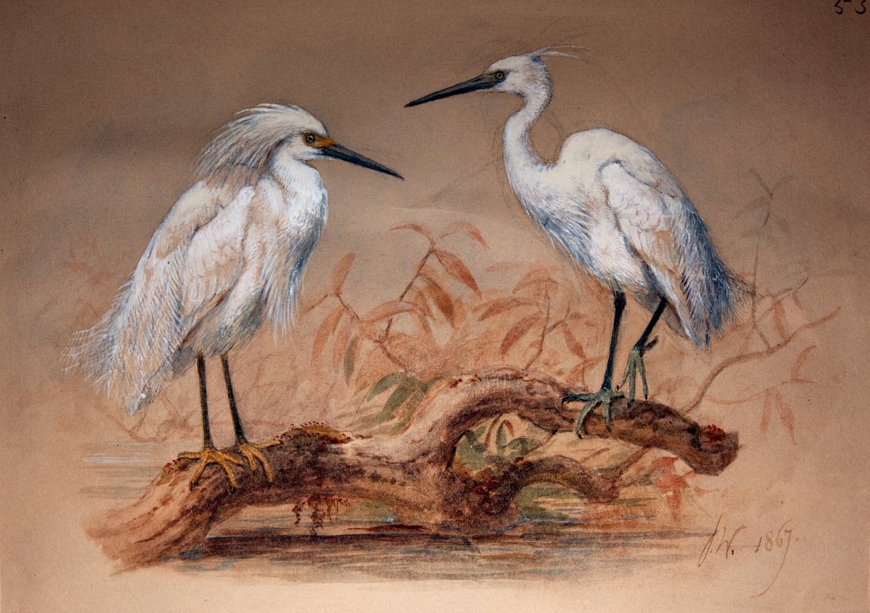 Volavky popelavé (Ardea candidissima: Arda garzetta), 1867 (čb a tužka na papíře) od Joseph Wolf