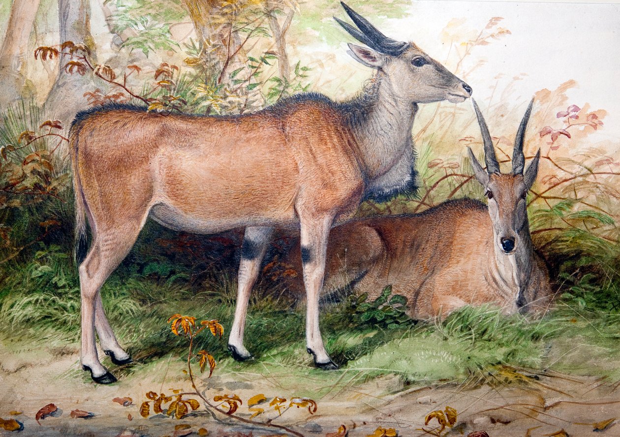 Elands, kolem roku 1850 od Joseph Wolf
