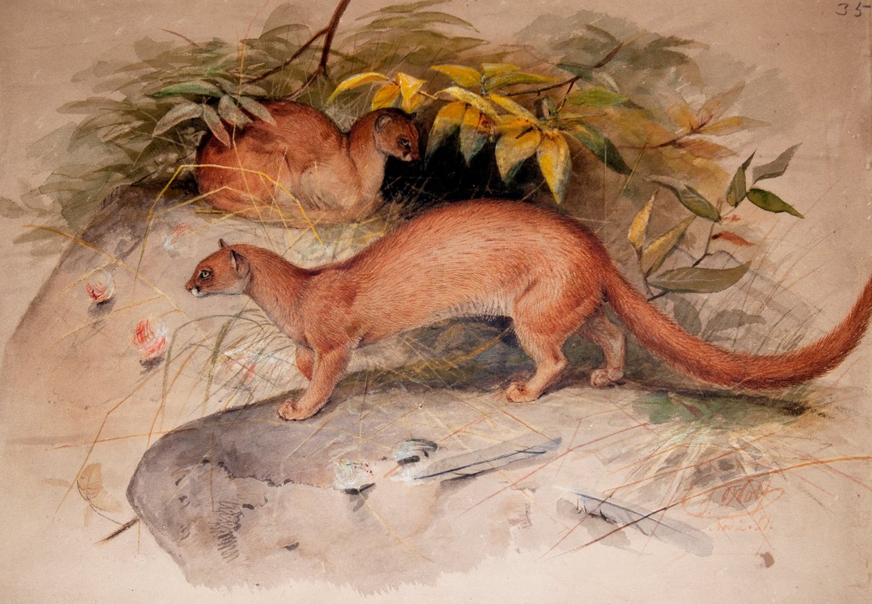 Ucho (Felis ucho), 1851 od Joseph Wolf