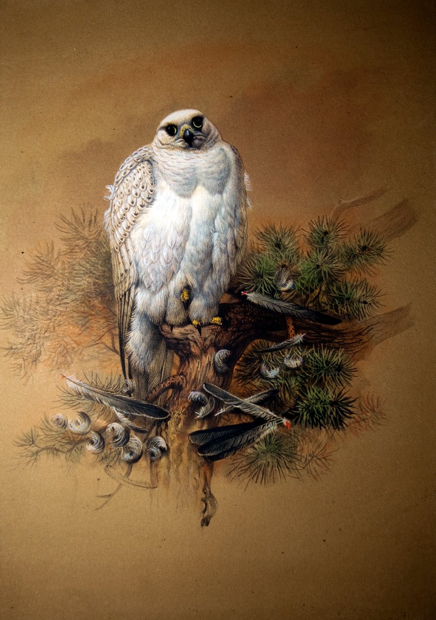 grónský gyrfalcon od Joseph Wolf