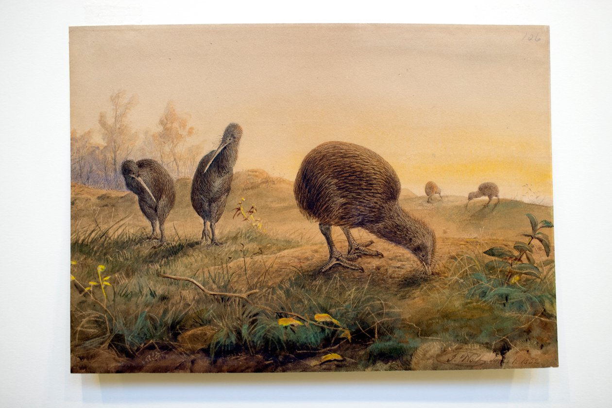Kiwi Mantells, 1852 od Joseph Wolf