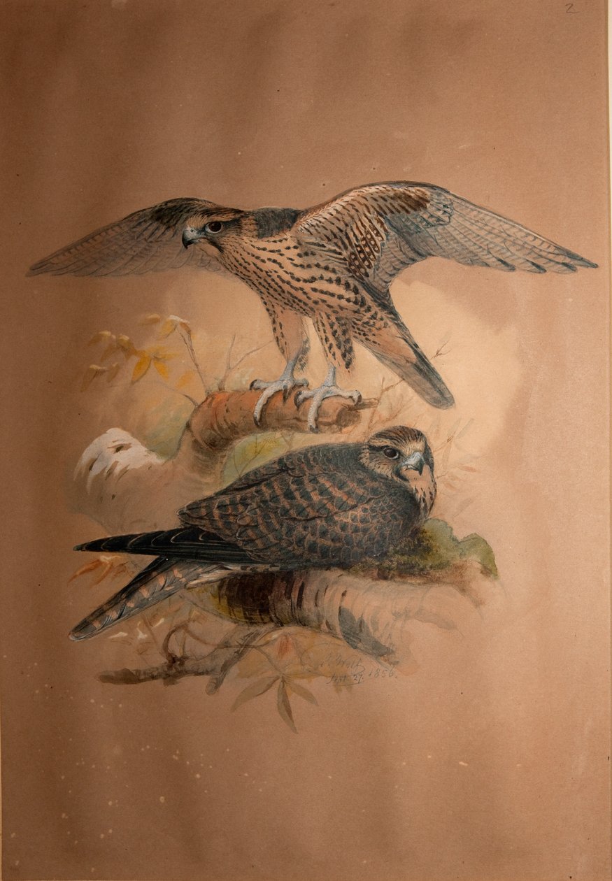 Lanner Falcon (Falco lanarius), 1856 od Joseph Wolf