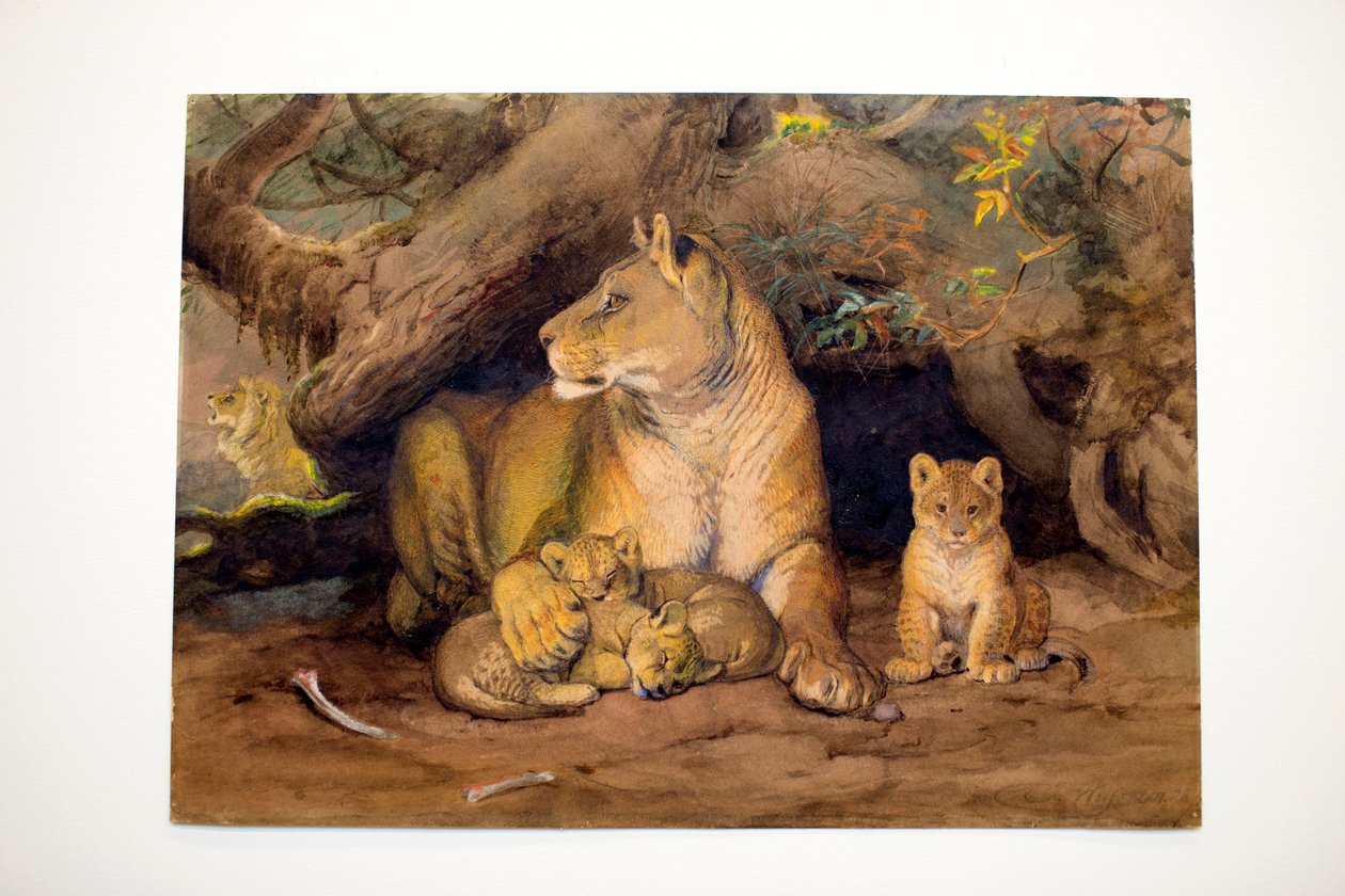 Lvice a mladá, 1855 od Joseph Wolf