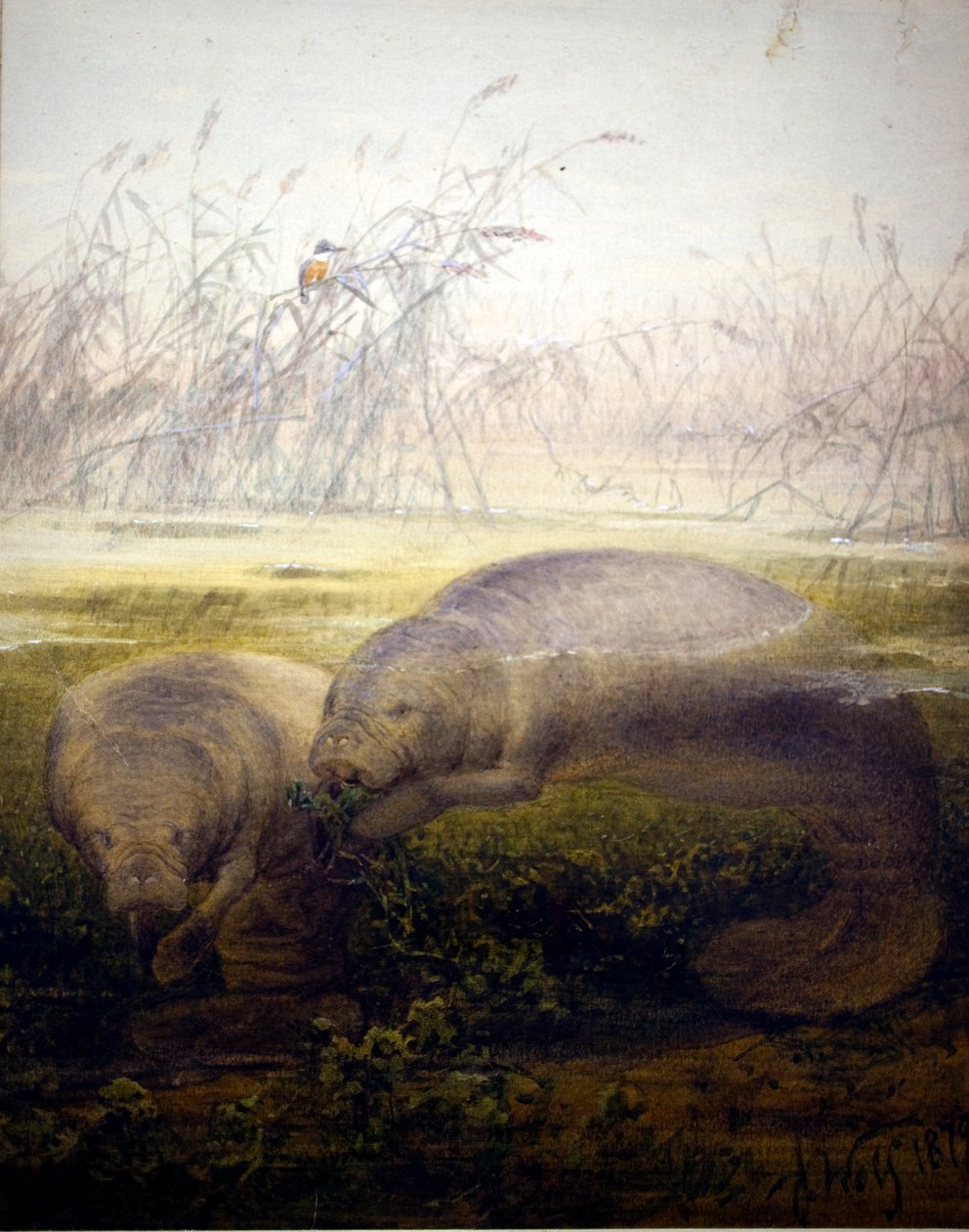 Manatee, 1879 od Joseph Wolf